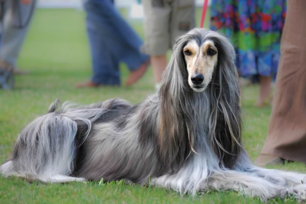 Dumb Breeds of Dogs
