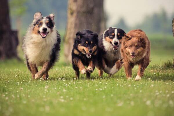 Alice's Dog Park