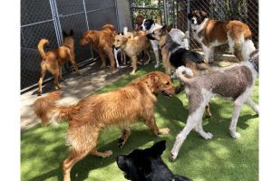 Fantasia Pet Resort