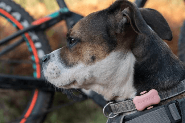 Fitbark 