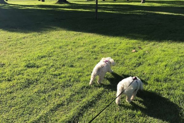 Furman Park 