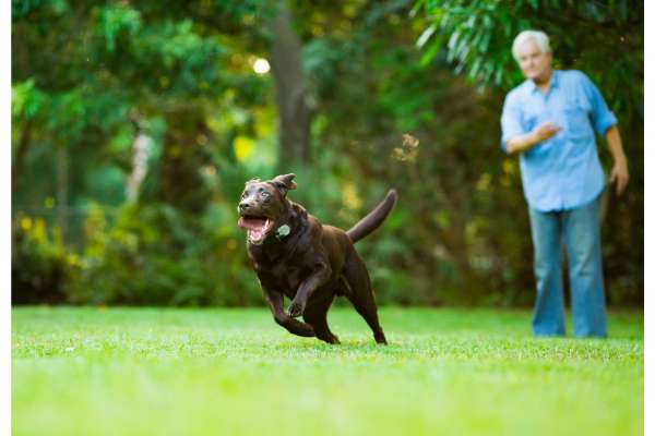 Park Dog Training Area