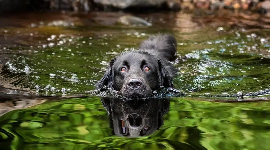 black Golden Retriever