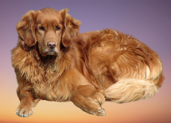 Female Golden Retrievers