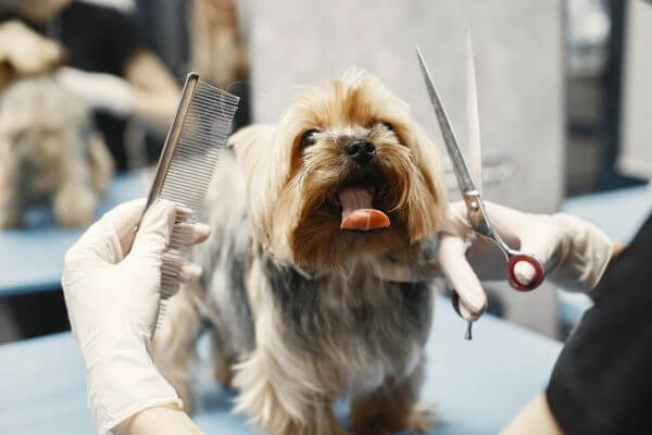 Dog Grooming in Chicago