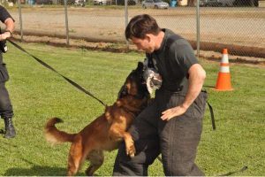 Guard Dog Training