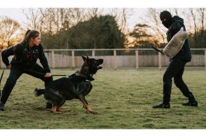 Guard Dog Training
