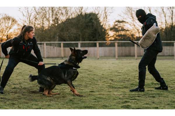Guard Dog Training