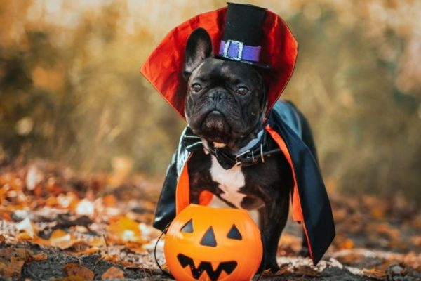 Halloween Dog Bandana