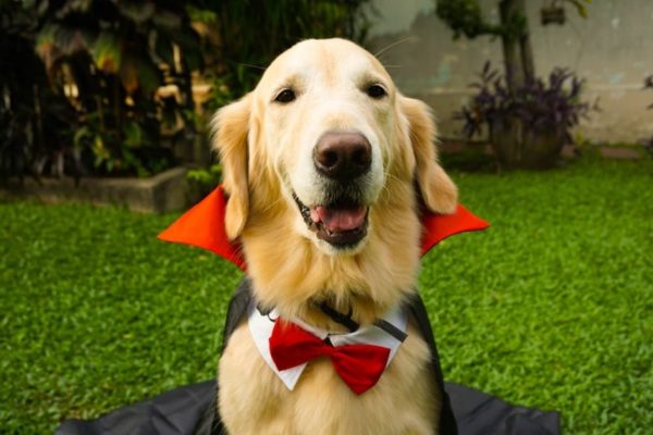 Halloween Dog Bandana 