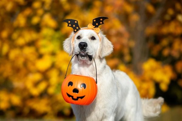 Halloween Dog Bandana