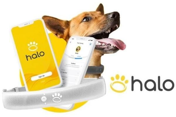 Halo Collar