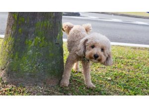 How Long Can Dogs Hold Their Pee