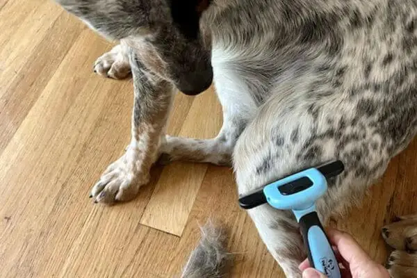 How-Often-Should-Blue-Heelers-be-Groomed-1