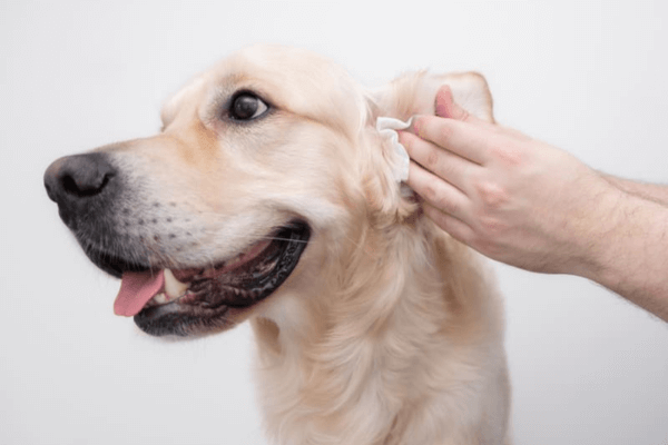 How To Clean Dogs Ears