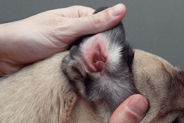 How To Clean Dogs Ears 