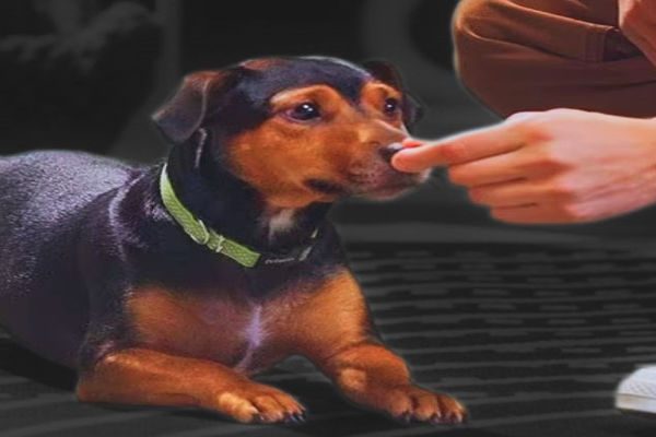 How To Teach A Dog To Roll Over