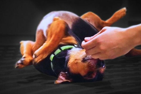 How To Teach A Dog To Roll Over