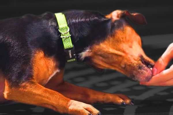 How To Teach A Dog To Roll Over