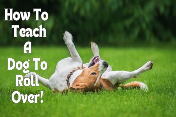 How To Teach A Dog To Roll Over