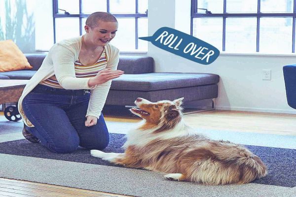 How To Teach A Dog To Roll Over