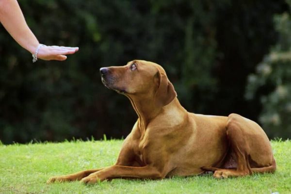 How To Teach A Dog to Roll Over