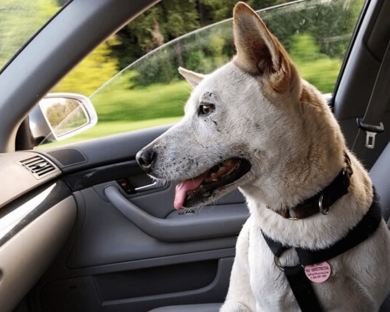 How To Travel With A Dog