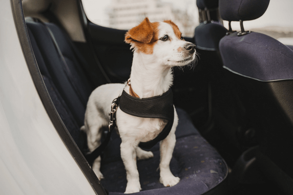How To Travel With A Dog