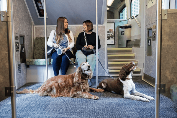 How To Travel With A Dog