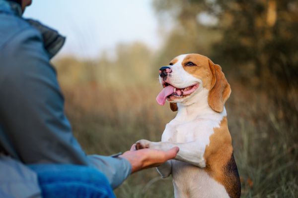 How to Surrender A Dog