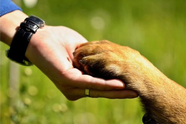 Humane Society of Charlotte