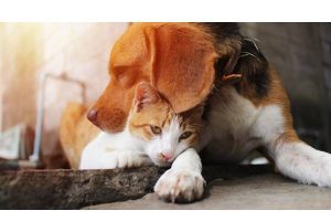 Introducing a cat to a dog