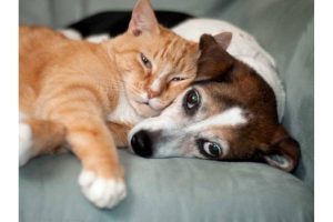 Introducing a cat to a dog