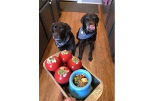 Kong Filler Ideas For Puppies 