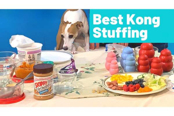Kong Filler Ideas For Puppies