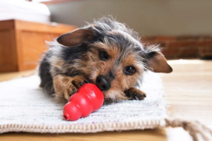 Kong Recipe for Puppies
