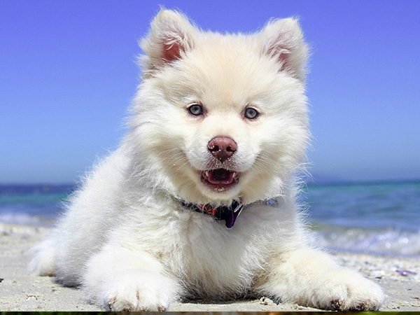 Lynnwood Paws: Paws-itive Perks of Exquisite Animals & Services!