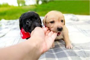 My Dog Nibble On Me