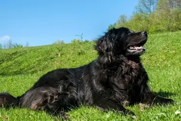 Black Golden Retriever