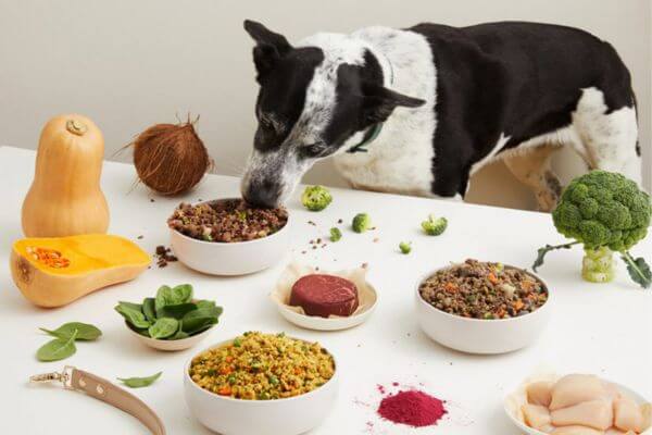 Allprovide Dog Food