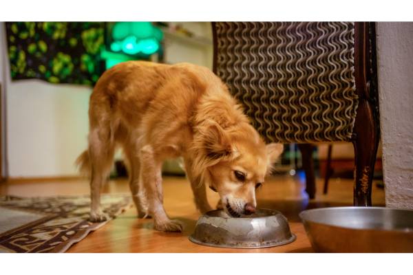 Nourish and Thrive The Best Pet Food