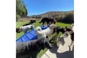 Pet Resort