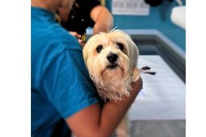 Petco Clinic