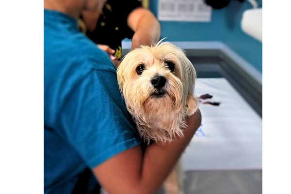 Petco Clinic