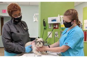 dog petco clinic