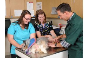 pet dog clinic