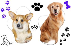 Petfinder Louisville, Kentucky