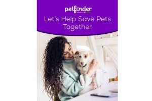 Petfinder Louisville Ky