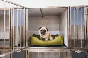 Petfinder Louisville Ky