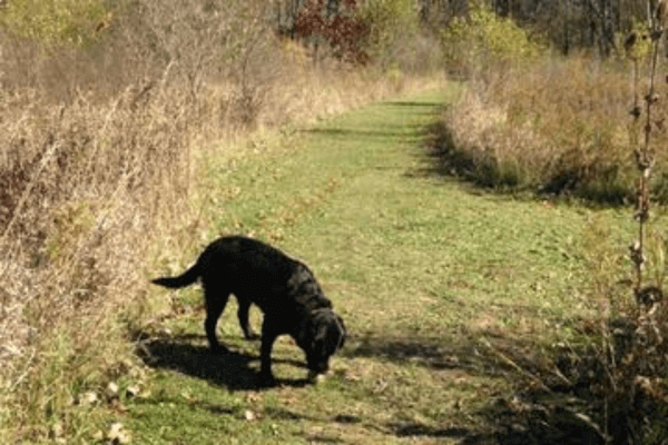 Prairie Wolf Dog Park